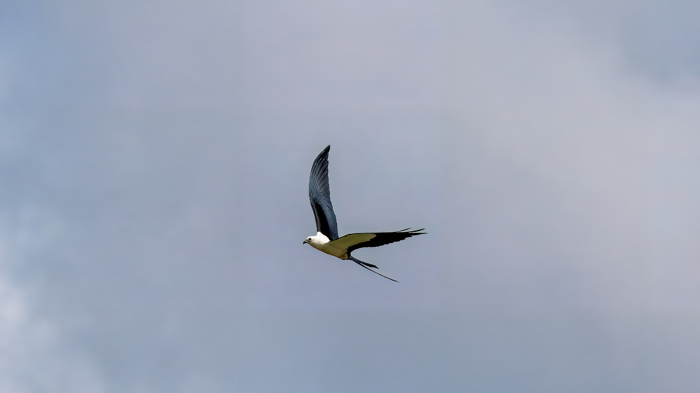 Schwalbenweih, Elanio tijereta, Elanoides forficatus, Swallow-tailed Kite